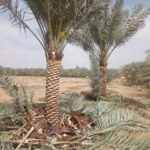3 Meter Date Palm Tree Dubai